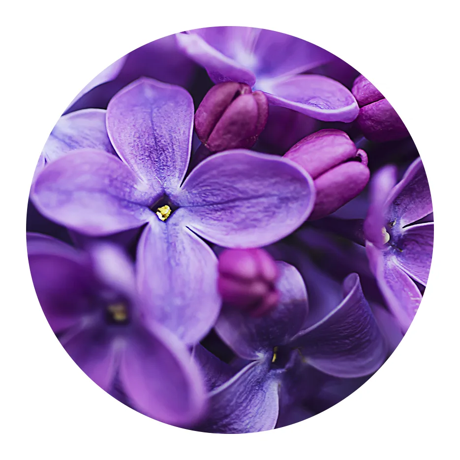 purple lilac flowers