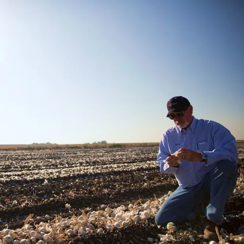 sensient worker kneeling in field