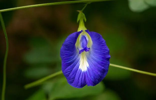 Natural Blue, Natural Color Range