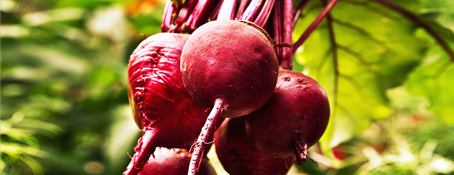 beets