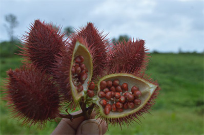red-fruit-plant