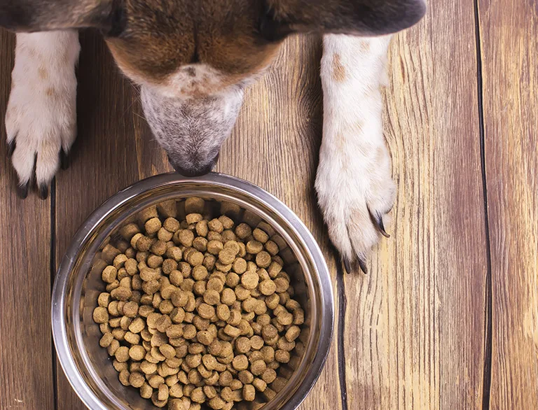 dog at dog bowl with food