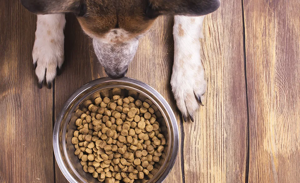 dog at dog bowl with food