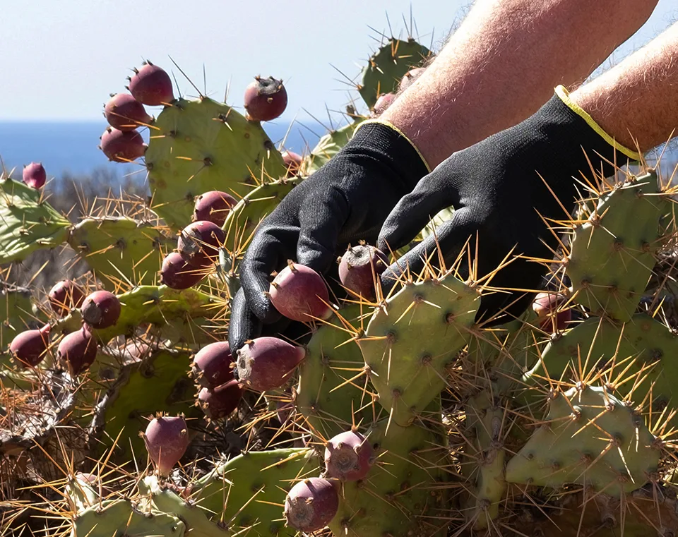 Cochineal and Carmine Prickly Pear Cactus