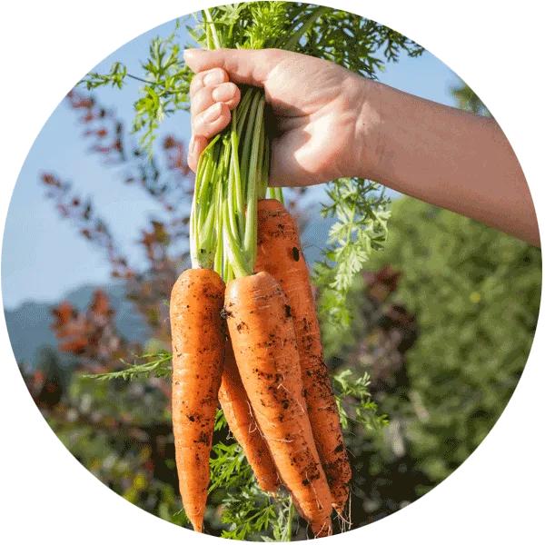 carrots being harvested